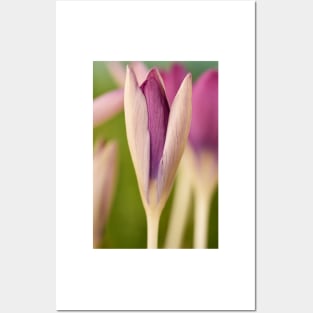 Crocus tommasinianus &#39;Roseus&#39; Posters and Art